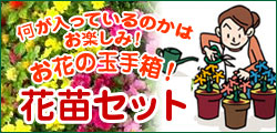 園芸・ガーデニング ビギナーさんに!花苗セット