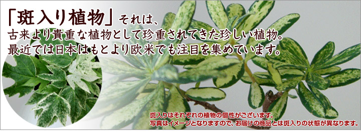 「斑入り植物」それは、古来より貴重な植物として珍重されてきた珍しい植物。最近では日本はもとより欧米でも注目を集めています。