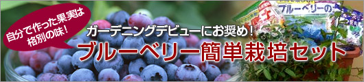 ガーデニングデビューにお奨め!ブルーベリー簡単栽培セット