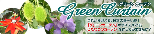 グリーンカーテン