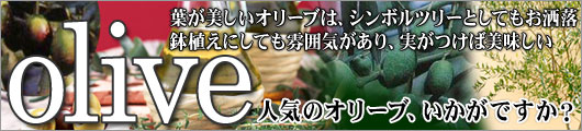 オリーブ