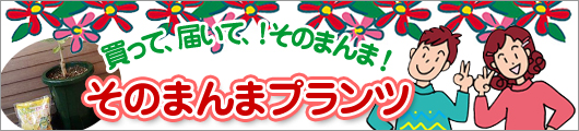 そのまんまプランツ