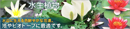 池やビオトープに最適です。水生植物
