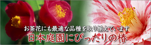 ���{�뉀�ɂ҂�����̒ցB�����Ԃɂ��œK�ȕi�����葵���Ă��܂��B