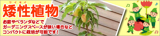 矮性植物