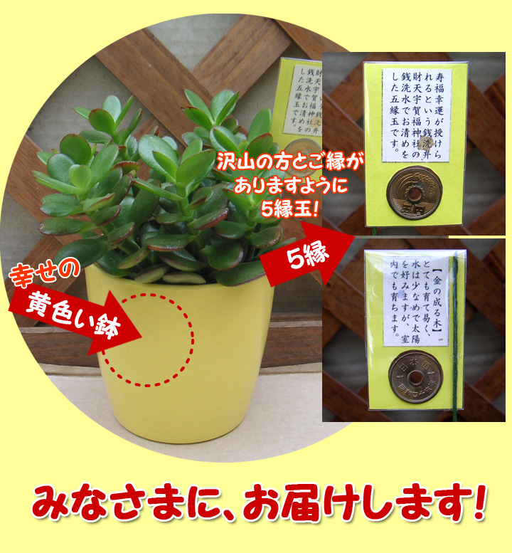 金のなる木、幸せの黄色い鉢と銭洗弁財天のお清めの５円付き！