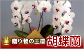���蕨�̉����A�Ӓ���