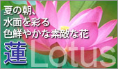 �Ă̒��A���ʂ��ʂ�F�N�₩�ȑf�G�ȉԁF�@