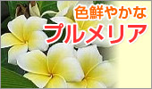 �n���C�A���t�����[�̑�\�i��B�F�N�₩�ȃv�������A�B