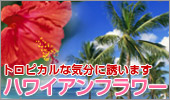 �F�N�₩�ȃn���C�A���t�����[�B�M�����g���s�J���ȋC���ɗU���܂��B