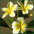 �v�������A �������T���Z�b�g