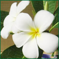 �v�������A