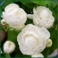 �n���C�A�����C�t�����[ �s�J�P