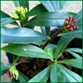 咲き分け沈丁花