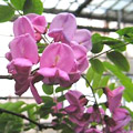 赤花ニセアカシア