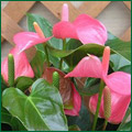 �A���X���E�� �s���N�`�����s�I��