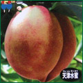 天津水蜜桃