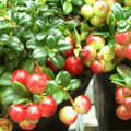 大実苔桃