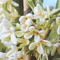 �X�C�[�g�I���[�u