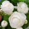 ���d�炫�s�J�P�i�W���X�~���j