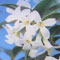 ���胂�N�Z�C �I�X�}���^�X�f���o�C