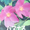 赤花ハマナス