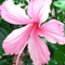 �n�C�r�X�J�X �s���N�o�^�t���C