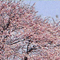 染井吉野桜
