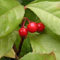 ヤブコウジ