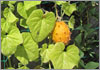 4月お届け野菜苗(予約)