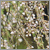 吉野枝垂れ桜