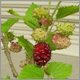 �_��}���x���[