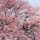 染井吉野桜