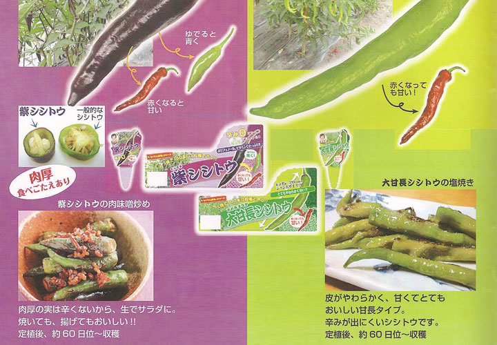ソムリエ野菜：よくばりシシトウ