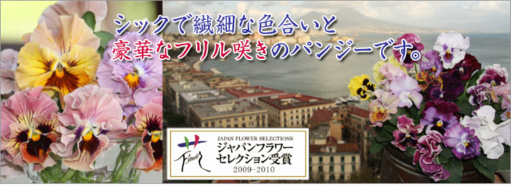 シックで繊細な色合いと豪華なフリル咲きのパンジーです。