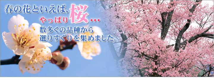 桜の苗木