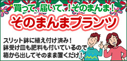 園芸・ガーデニング ビギナーさんに！そのままプランツ