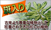 斑入り植物