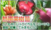 ライラック