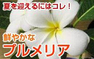 プルメリア