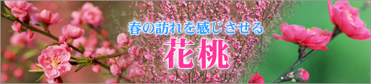 花桃