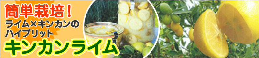 キンカンライム
