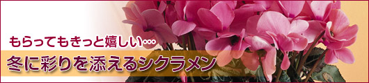 シクラメン