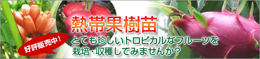 熱帯果樹苗