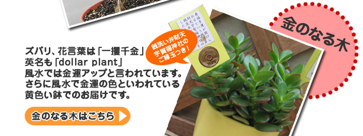 金のなる木の花言葉は一攫千金。風水では金運アップと言われています。