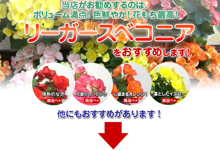 当店がお勧めするのは、ボリューム満点！色鮮やか！花もち最高！リーガースベコニアをお勧めします！