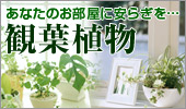 あなたのお部屋に安らぎを。観葉植物。