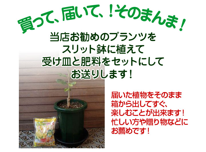 当店お勧めのプランツを、スリット鉢に植えて受け皿と肥料をセットにしてお送りします！